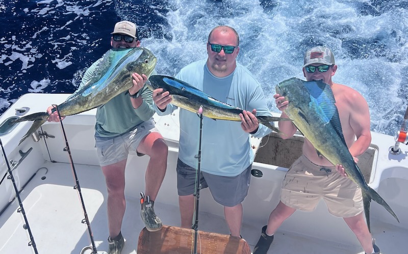 Dolphins and a Blackfin